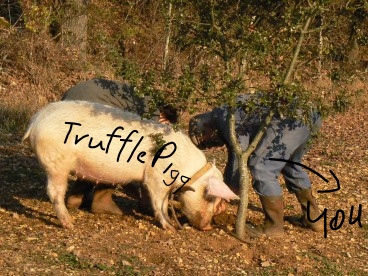 how TrufflePigg works